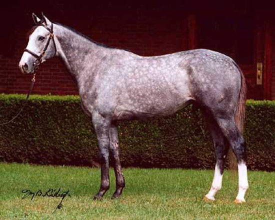 grey thoroughbred stallion